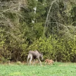 VIDEO: Põdralehm jäi kaamerasse koos vastsündinud vasikatega