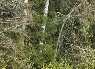 VIDEO: Põdralehm jäi kaamerasse koos vastsündinud vasikatega