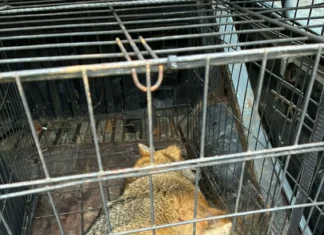 Auto alla jäänud šaakal tuli eutaneerida