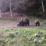 Karude arvukus kasvab: mida teha, kui kohtumine muutub ohtlikuks?