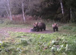 Karude arvukus kasvab: mida teha, kui kohtumine muutub ohtlikuks?