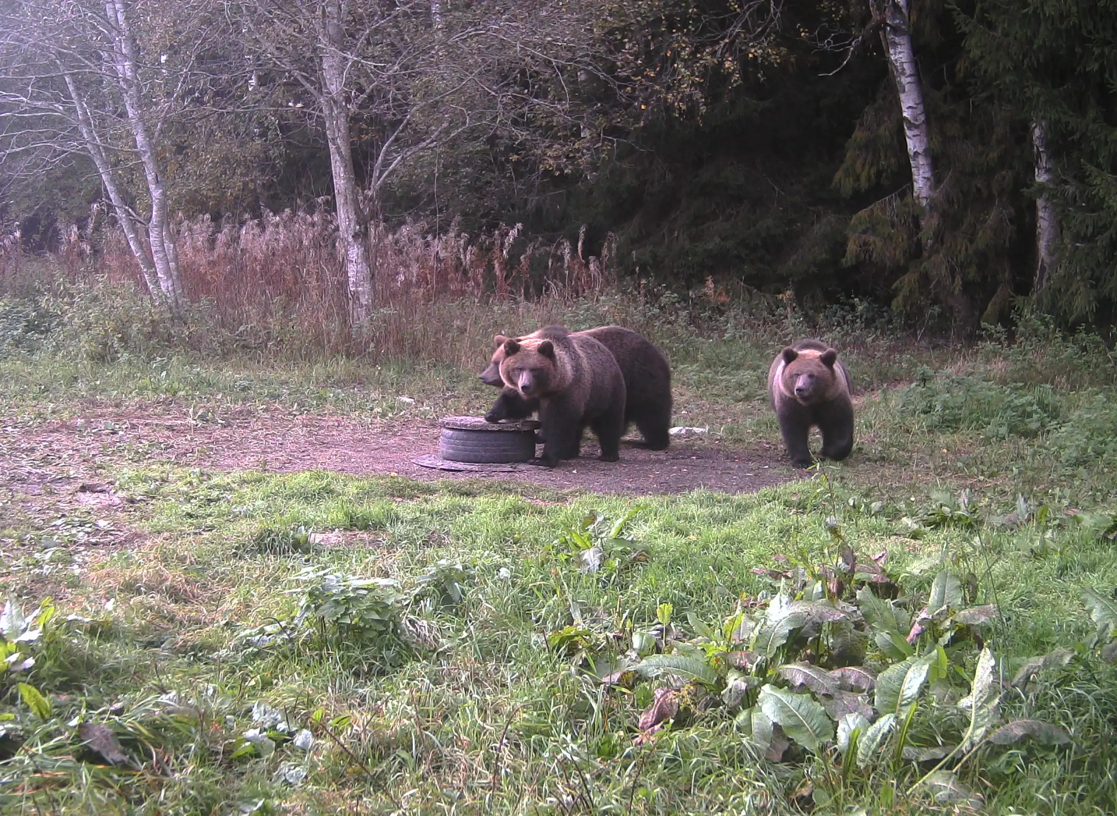 26.9.21.3noored karud