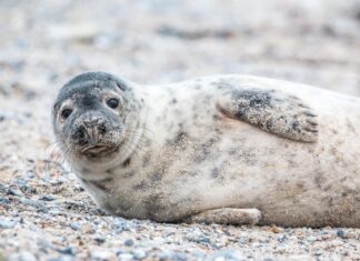 Konsortsium arutas hallhülge populatsiooni seisundit ja küttimist