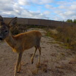 Tähelepanu sõidukijuhid – kevad on toonud metsloomad teele