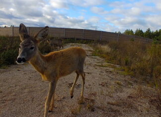 Tähelepanu sõidukijuhid – kevad on toonud metsloomad teele