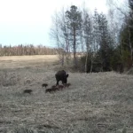 Märgatud Pärnumaal: liigub emis põrsastega