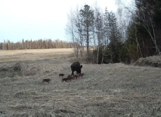 Märgatud Pärnumaal: liigub emis põrsastega
