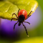 Puugi eest tuleb kaitsta nii jahimeest kui ka koera