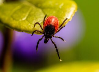 Puugi eest tuleb kaitsta nii jahimeest kui ka koera