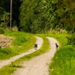 Uuringud näitavad, et hundirünnakud on harvad