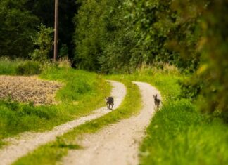 Uuringud näitavad, et hundirünnakud on harvad