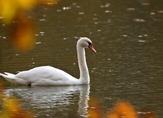 Lindude gripp levib jõudsalt nii Eestis kui väliriikides