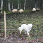 Keskkonnaamet hüvitab ennetustöid ja kiskjakahjusid ligi 400 000 euro eest