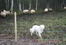 Keskkonnaamet hüvitab ennetustöid ja kiskjakahjusid ligi 400 000 euro eest