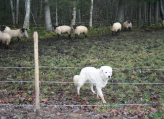 Keskkonnaamet hüvitab ennetustöid ja kiskjakahjusid ligi 400 000 euro eest