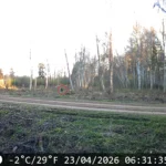 VIDEO: Karu jälitas Viljandis põtra ja sai tõenäoliselt viga