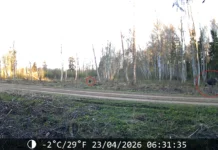 VIDEO: Karu jälitas Viljandis põtra ja sai tõenäoliselt viga