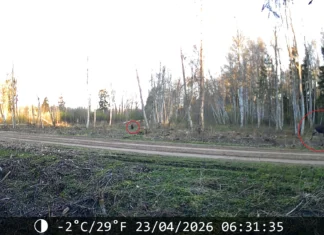 VIDEO: Karu jälitas Viljandis põtra ja sai tõenäoliselt viga