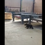 VIDEO: Karupoeg eksles Jõhvi tööstusparki ära