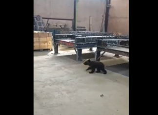 VIDEO: Karupoeg eksis Jõhvi tööstusparki ära