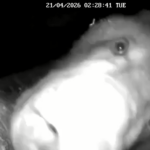 VIDEO: karu proovis tehnikat maitsta