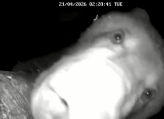 VIDEO: karu proovis tehnikat maitsta