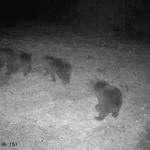 VIDEO: Kult ja karupere kohtusid ootamatult Kaansool