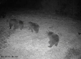 VIDEO: Kult ja karupere kohtusid ootamatult Kaansool