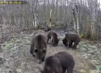 VIDEO: Karupere jäi Järvamaal rajakaamerasse
