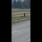 VIDEO: liikleja nägi Tallinna–Tartu maantee lähedal karupere