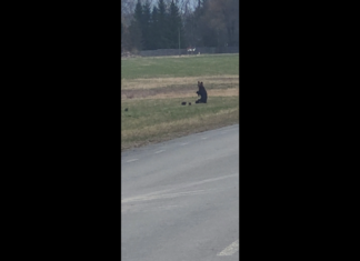 VIDEO: liikleja nägi Tallinna–Tartu maantee lähedal karupere