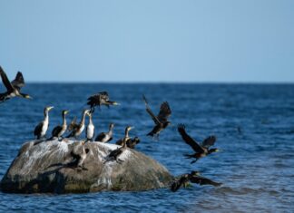 Eesti ja Rootsi ministrid pöördusid Euroopa Komisjoni poole kormoranide arvukuse ohjamiseks
