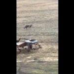 VIDEO: Raplamaal märgati elumaja lähedal üksikut hunti