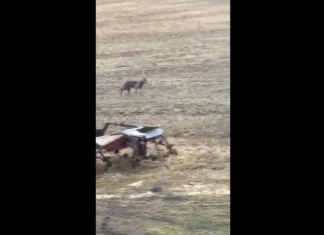 VIDEO: Raplamaal märgati elumaja lähedal üksikut hunti