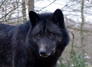 Poolas jäädvustati haruldased mustad hundid