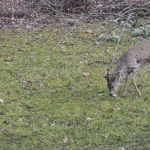 Sokkudel on sarvepuhastamise aeg käes