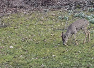 Sokkudel on sarvepuhastamise aeg käes