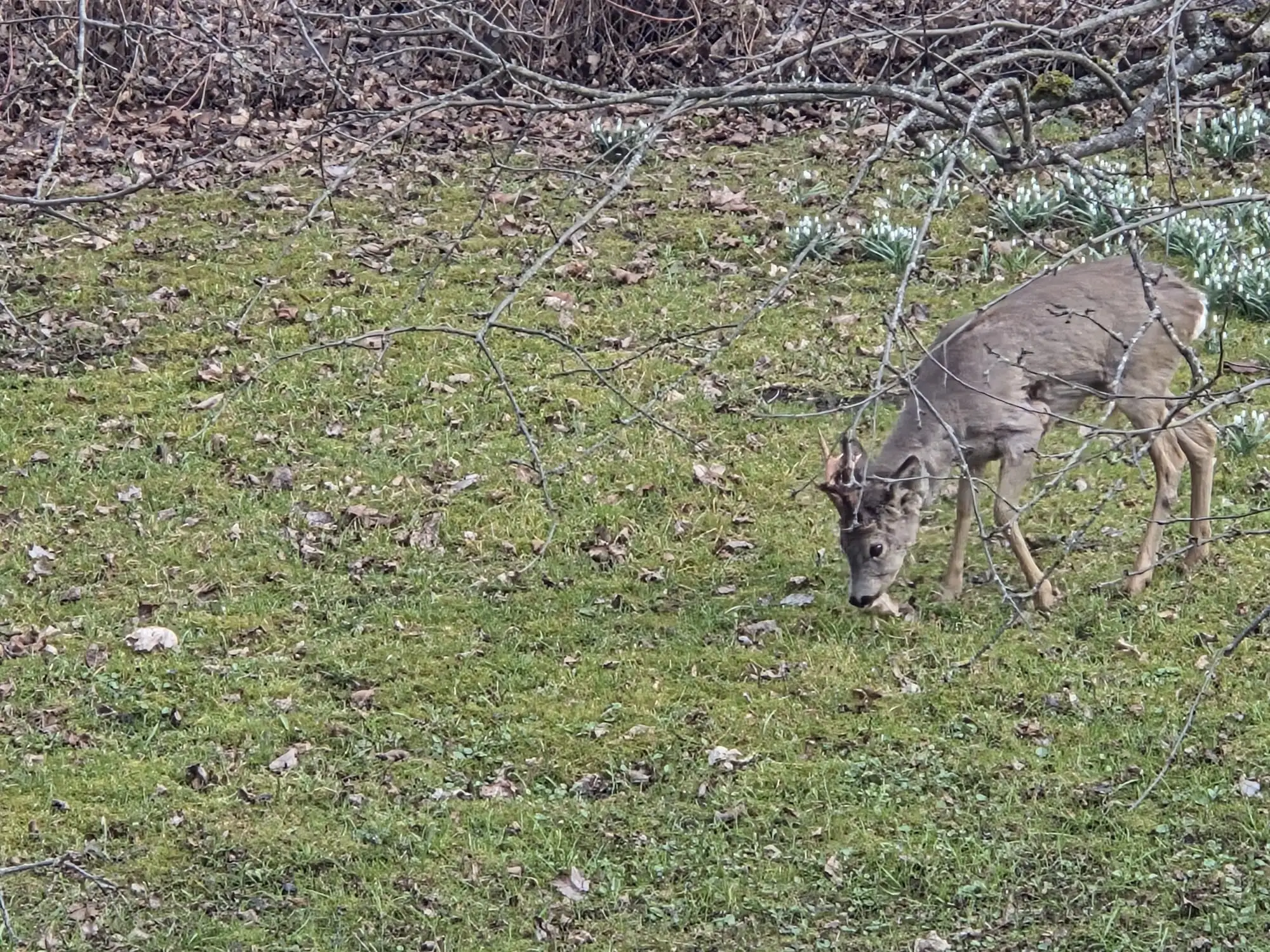 Kevade saabudes algab sokkudel oluline periood – sarvede puhastamine. Aprilli alguses võib looduses juba märgata isasloomi, kelle sarved on osaliselt või täieli