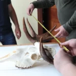 Trofeede mõõtmine Läänemaal