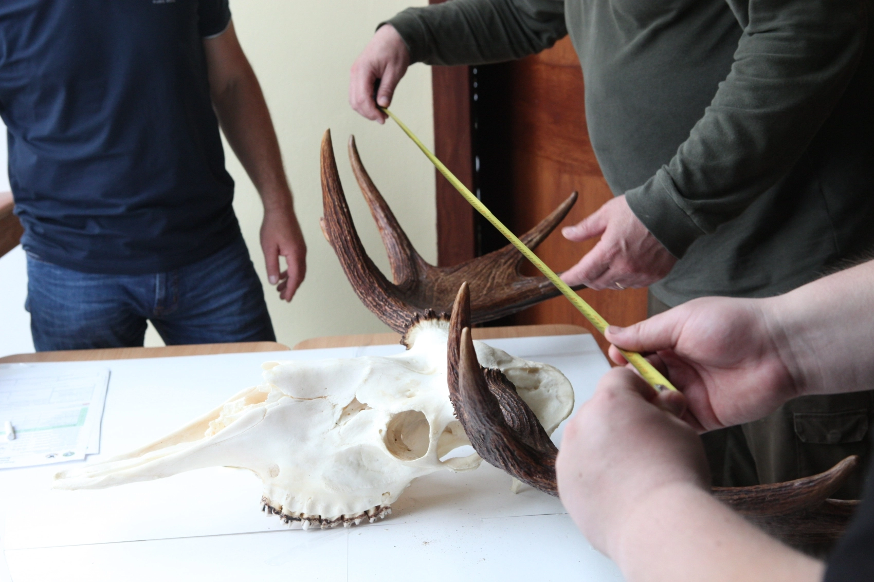 Läänemaal toimub trofeede mõõtmine 13. aprillil algusega kell 10. Asukoht: Haapsalu JS jahimajas, Laheval.  Läänemaa Jahindusklubi kontaktisik: Kert Merisalu, K