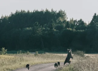 Kuidas käituda pruunkaruga kohtudes?
