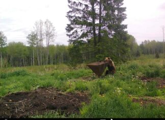 Kandle külaelanik hädas karuga: karud ei karda enam ei inimest ega ka püssipauku