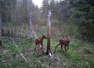 PILTUUDIS: Põdravasikad soolakul