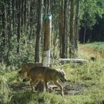 Keskkonnaamet lubab Soomaal küttida ühe hundi