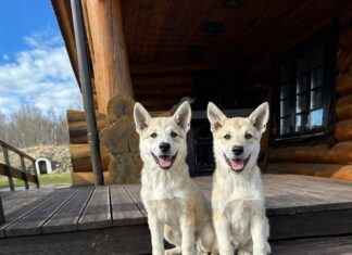 Müüa Lääne-Siberi laika kutsikad