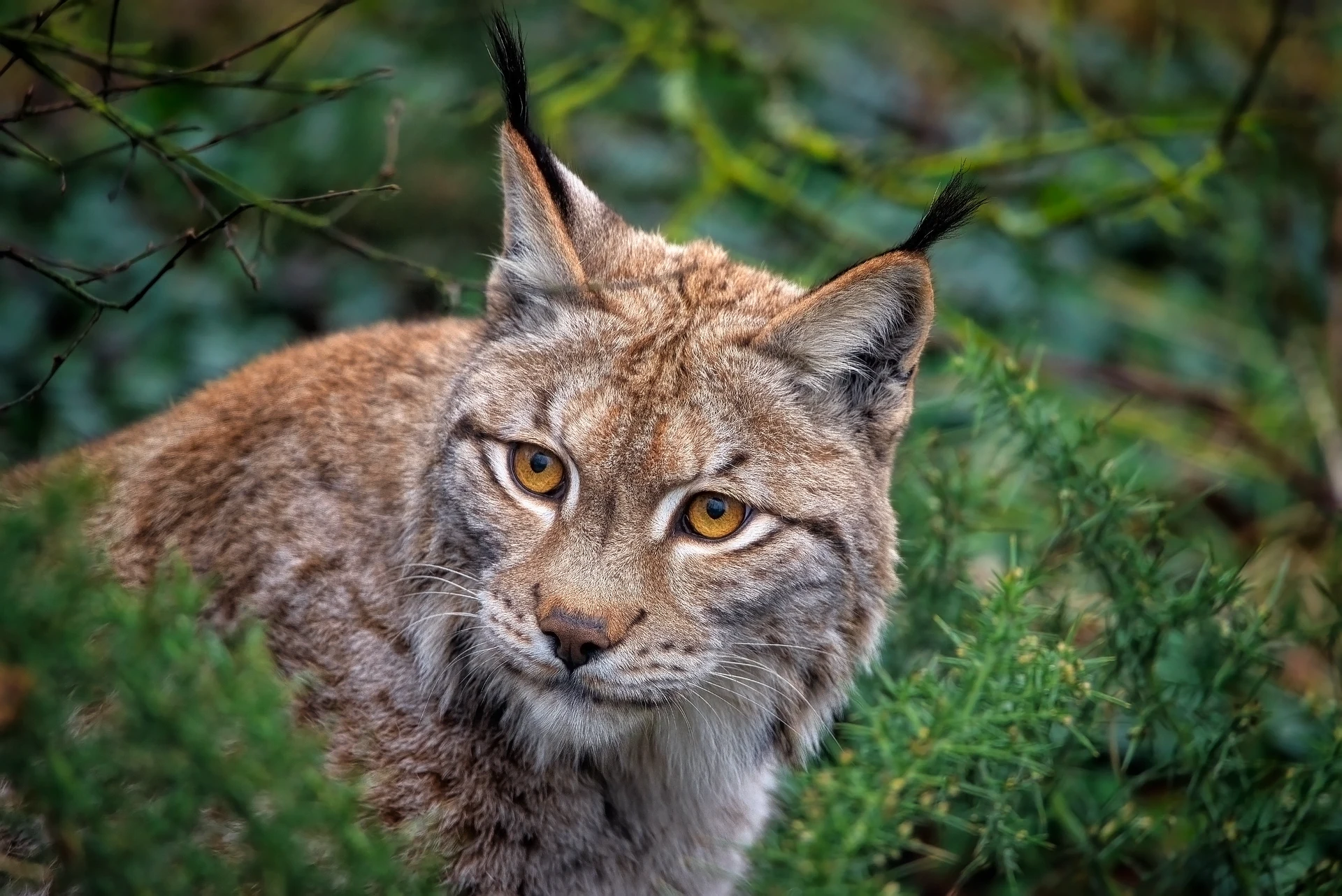 ilves