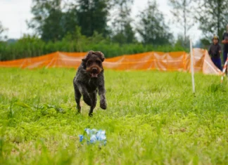 Kokkutulekul saab koerte alal osa põnevatest tegevustest