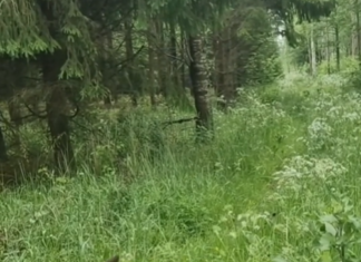 Neli eksinud karupoega jõudsid tagasi metsa