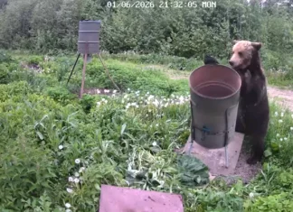 VIDEO: Leidlik karu haistis süüa
