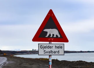 Norras avastati jääkarul linnugripp